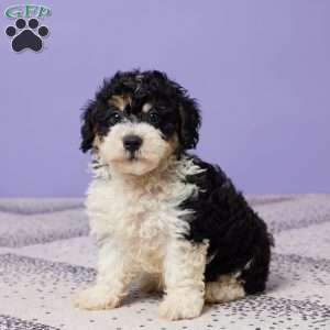 Chase, Miniature Poodle Puppy